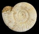 Perisphinctes Ammonite - Jurassic #54261-1